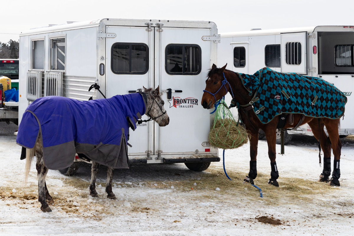 Strider 24" T Bumper Pull Slant Load Series Two Horses Eating Hay